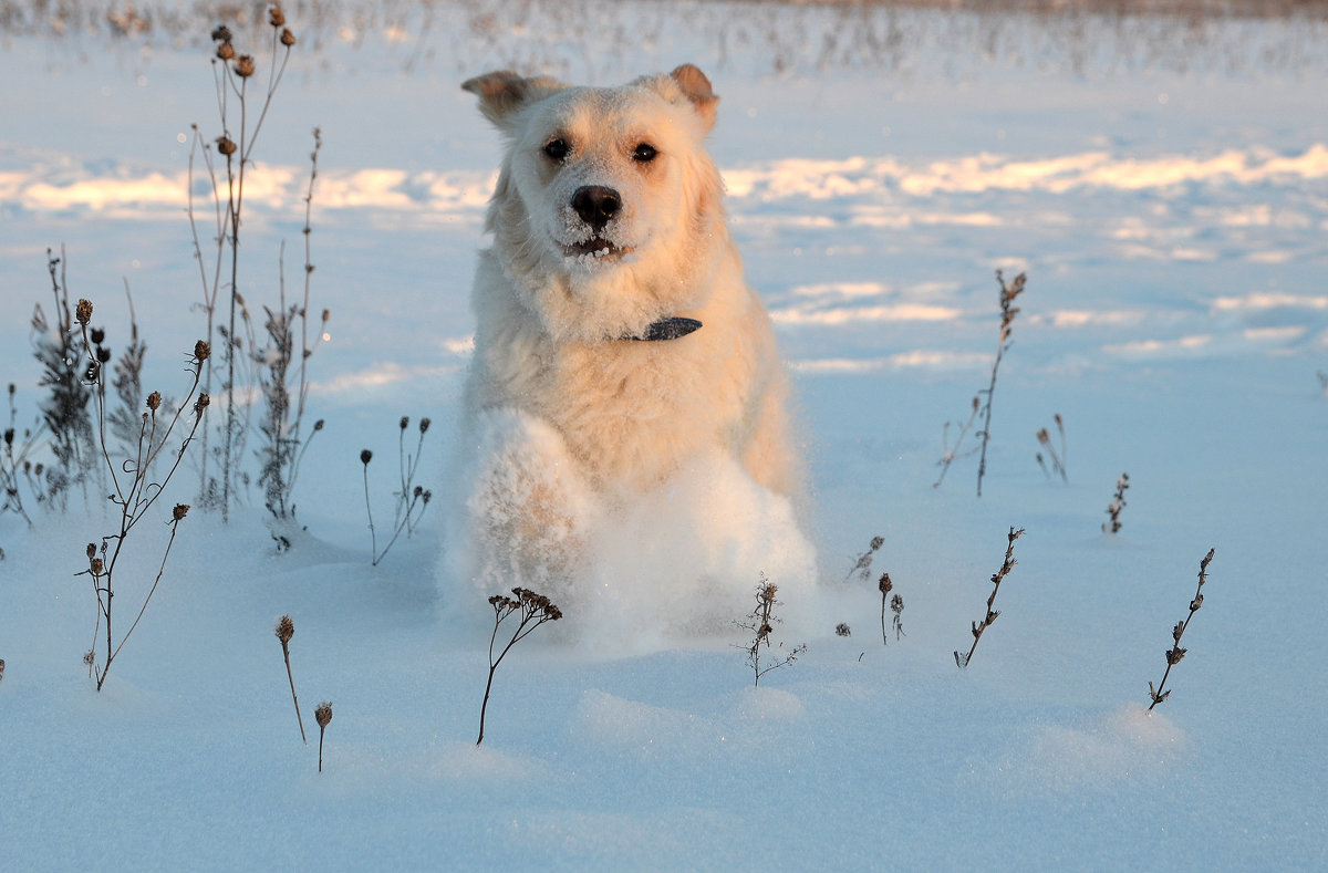 Снежный пёс. - Иван Сурков
