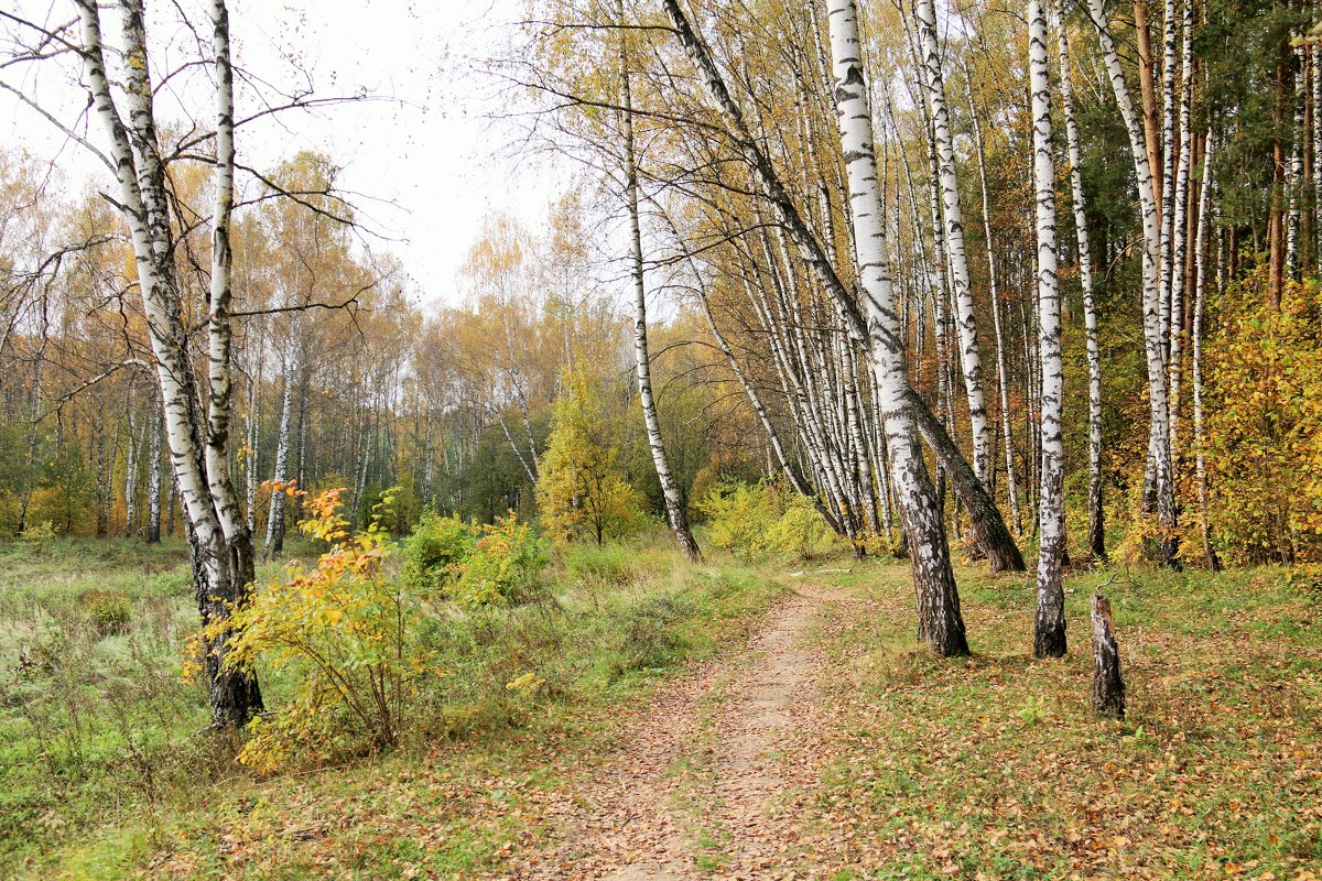 Осень - Владимир Холодницкий