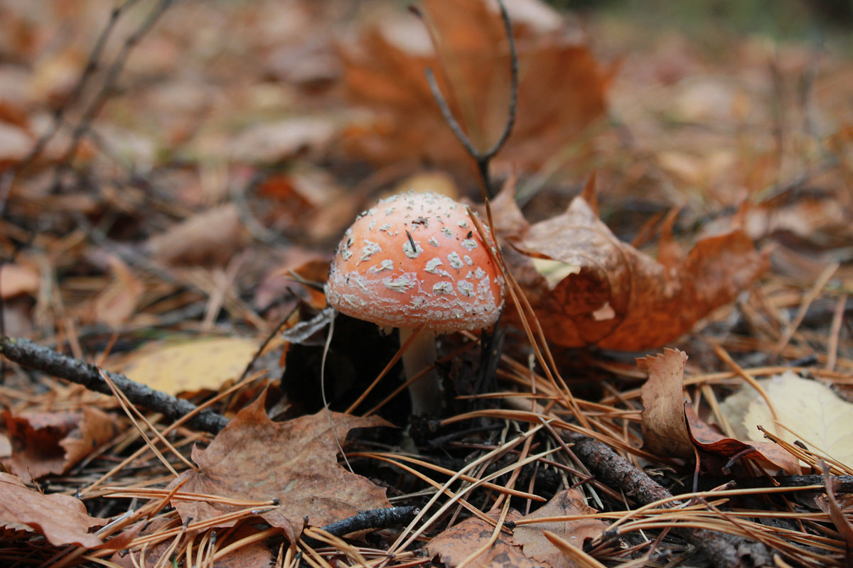 Осенние октябрьские грибы