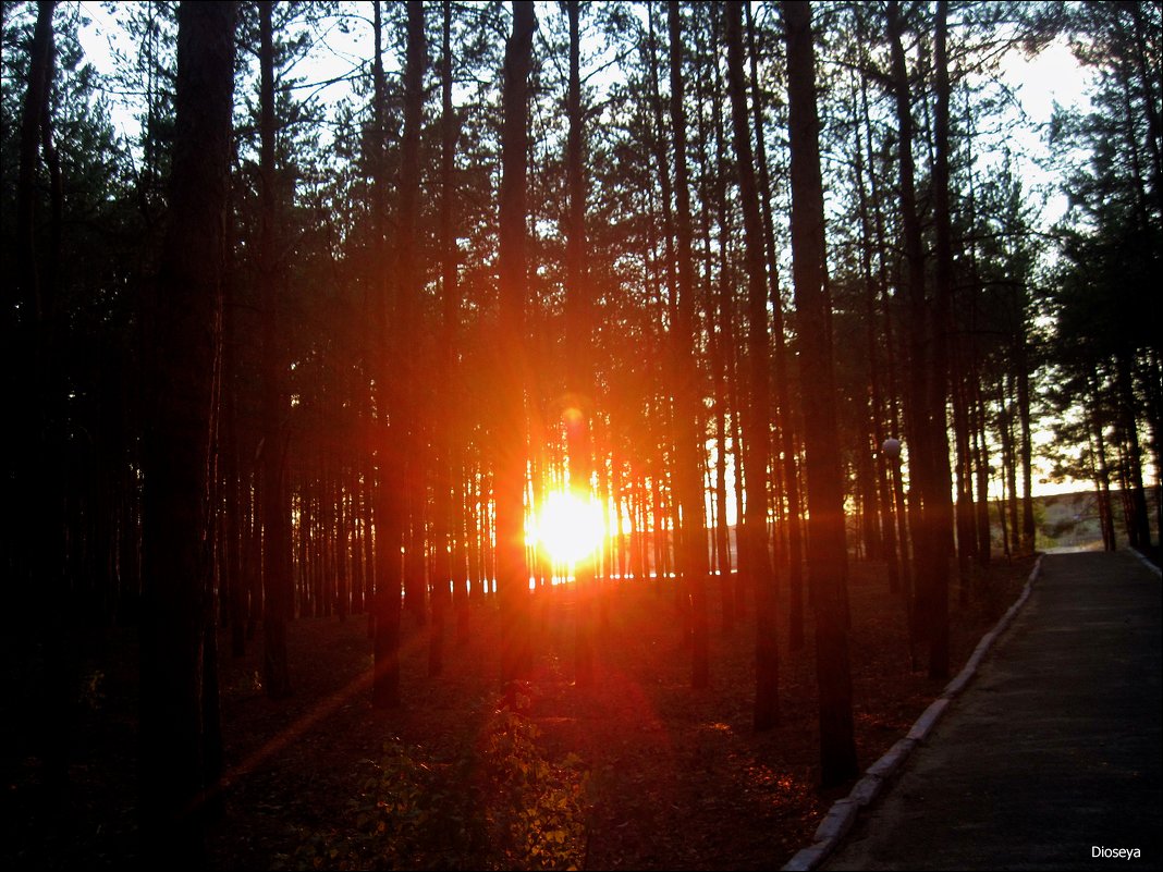 Солнце за лесом - Татьяна Пальчикова