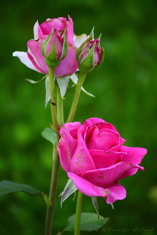 Розы - Ксения Лабуш