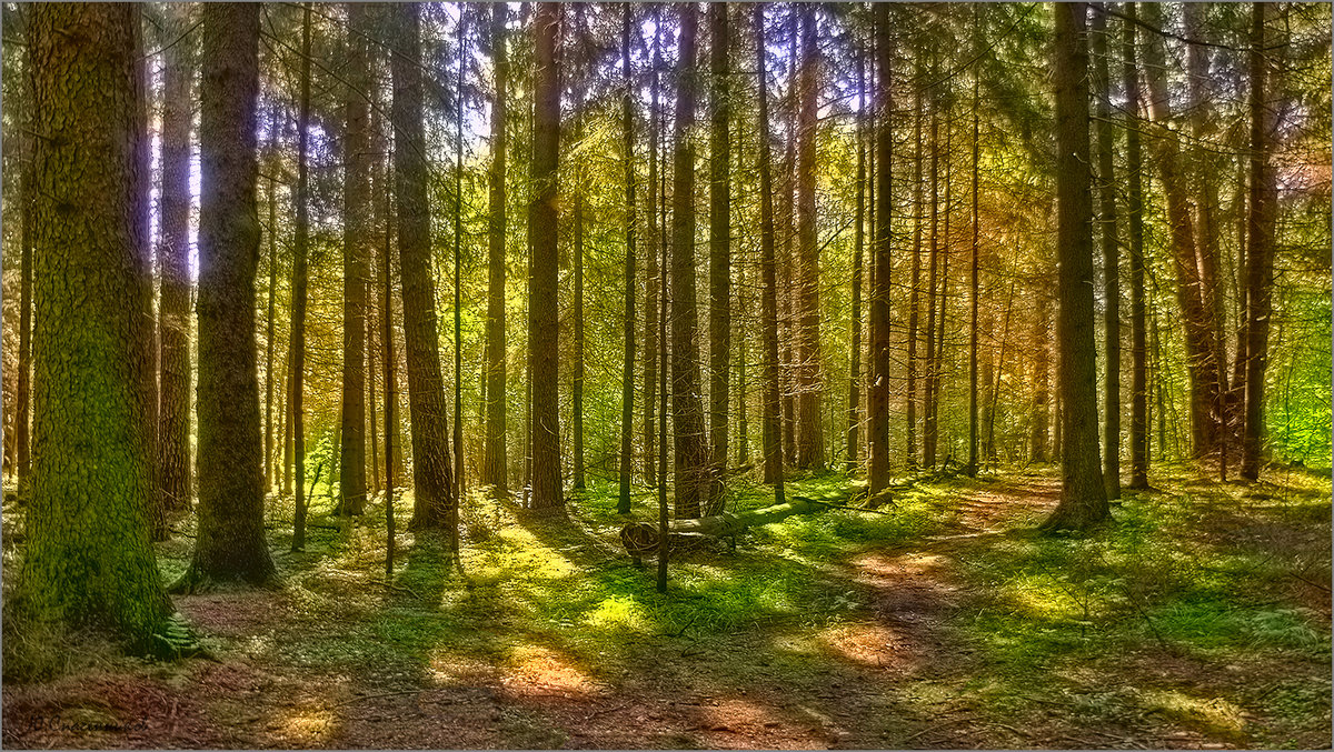 Утро в сосновом лесу - Юрий Спасенников