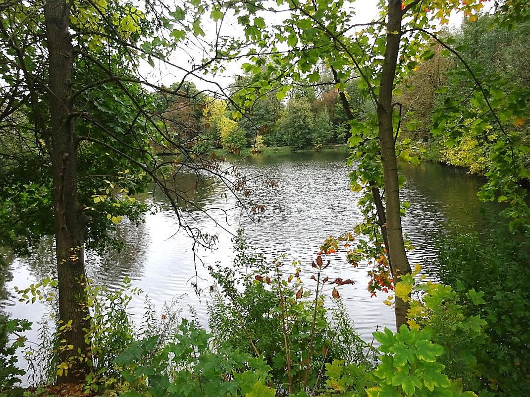 Вид на парковое озеро в начале октября - Маргарита Батырева