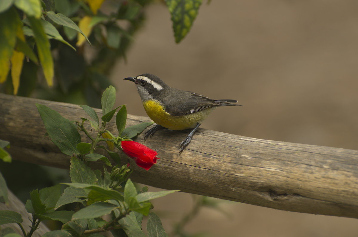 Bananaquit (Coereba flaveloa pacifica) - Svetlana Galvez