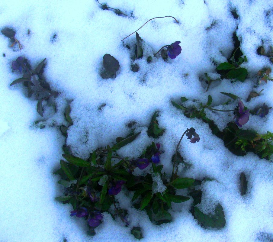 Фиалки В Снегу Фото