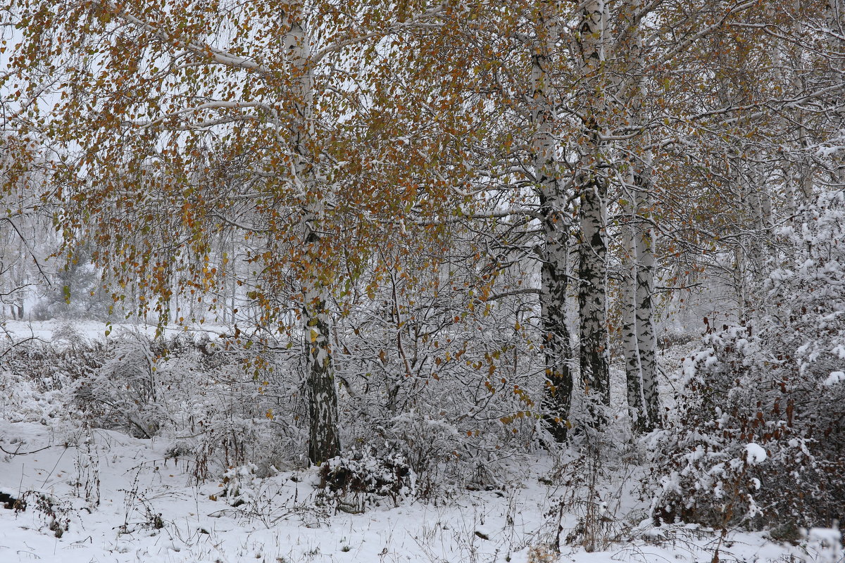 Осенний снег - галина северинова