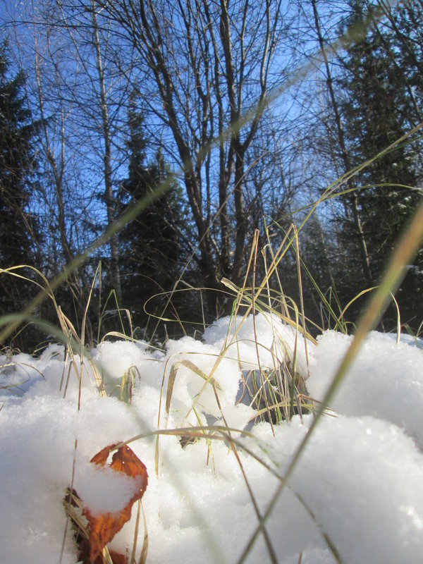 Встреча снега и травы - Татьяна Корнеева 