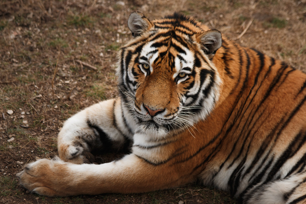 Амурский тигр - Nyusha .