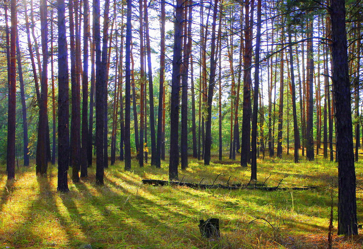 Здравствуйте, сосновые леса, солнечные, чистые, сухие.(Ваншенкин) - Валентина ツ ღ✿ღ