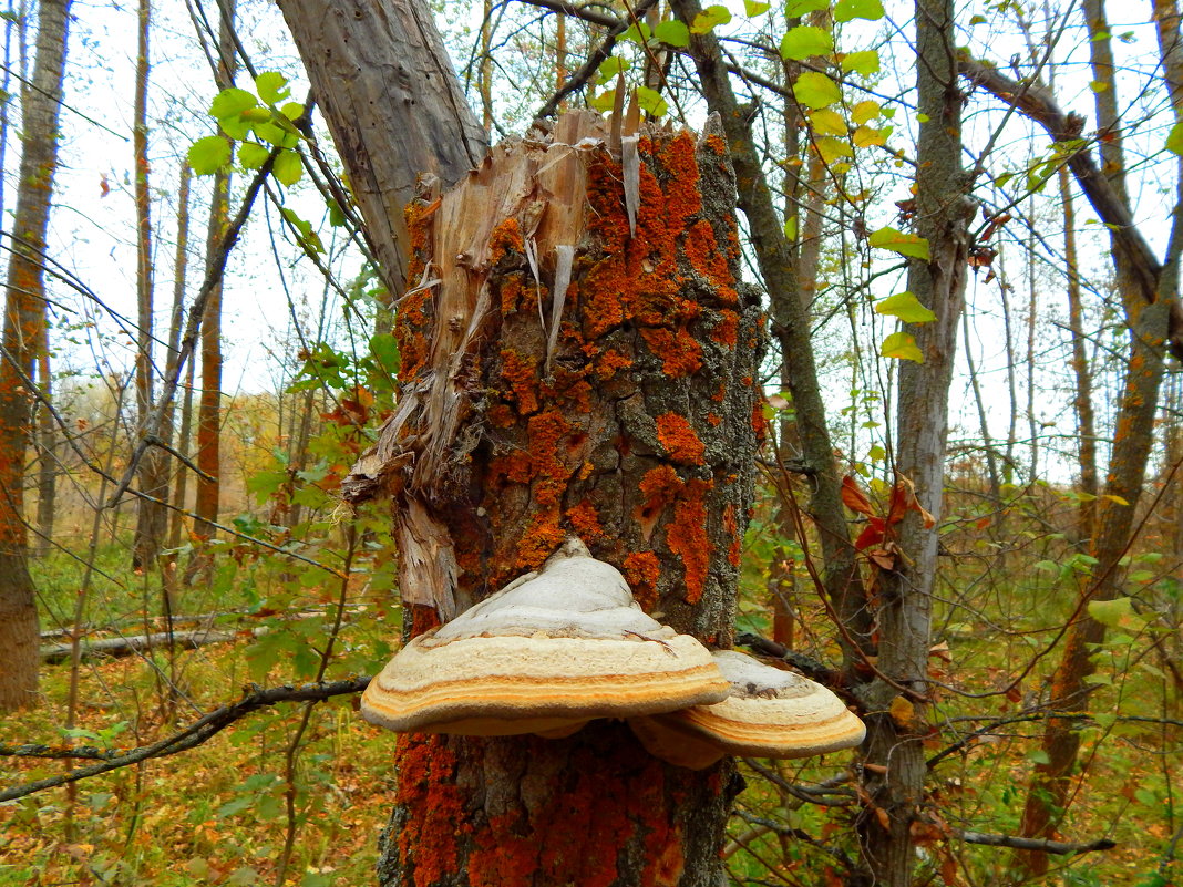 грибы на деревьях - Даша Щиголь
