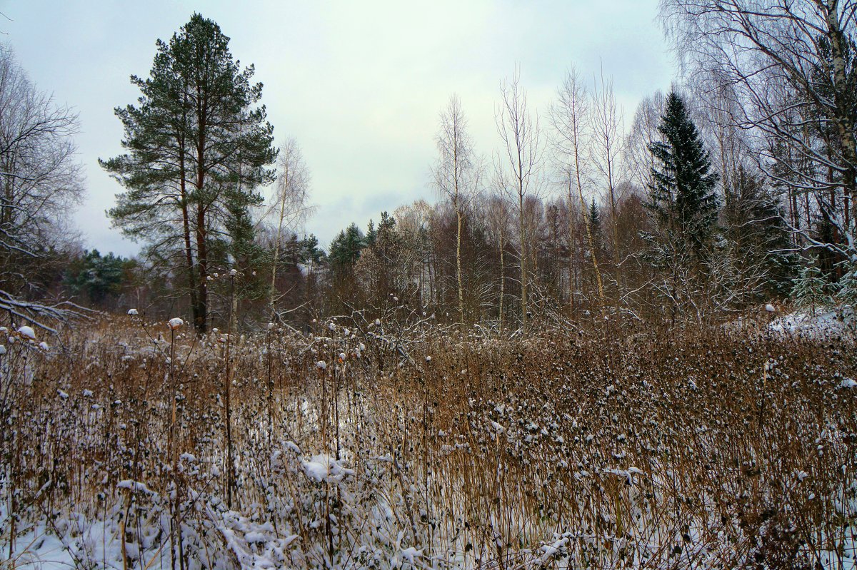 бурелом - Андрей Куракин.