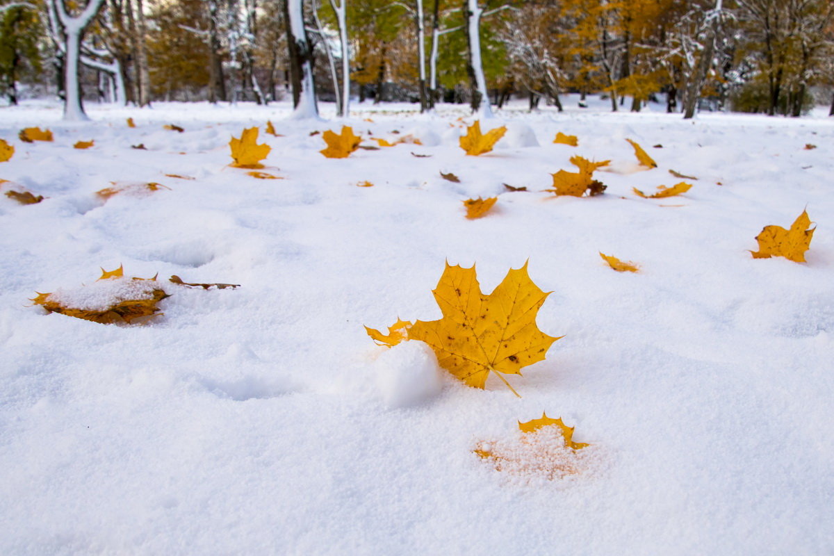 Золотая осень в  снежной шубе. - Igor Shoshin