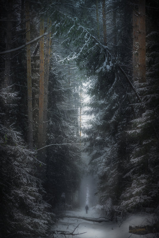 Прогулка в лесу - Алексей Строганов