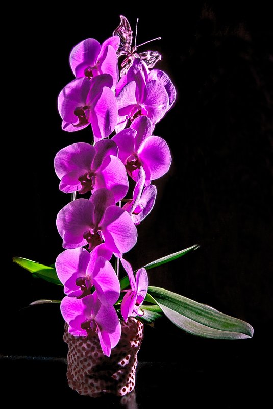 орхидея - Александр Дьяченко