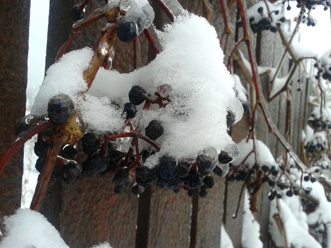 Зимний виноград - Мила 