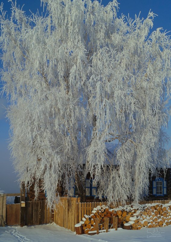 Зимним днем в сибирской деревне - Сергей Шаврин