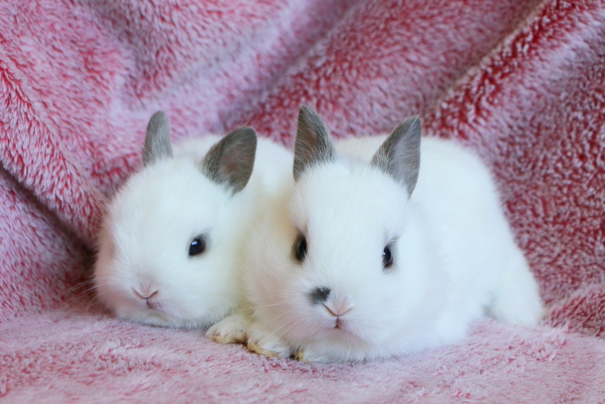 baby bunny 3 - Natalya секрет