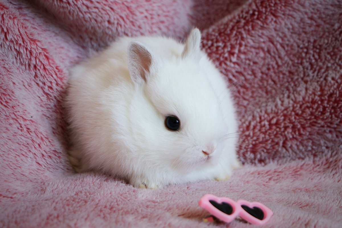 baby bunny 1 - Natalya секрет