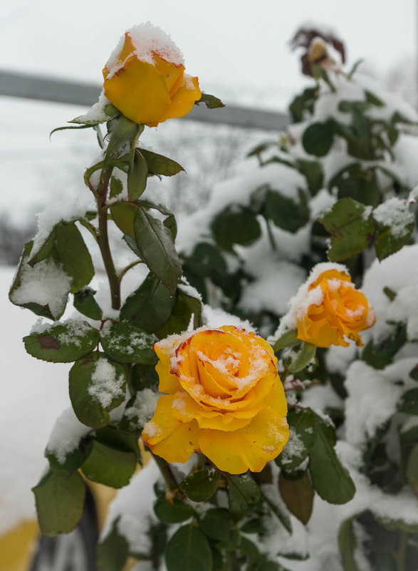 Букет роз на снегу