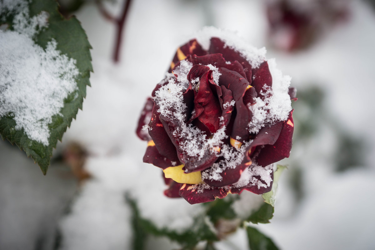 роза в снегу - галник 
