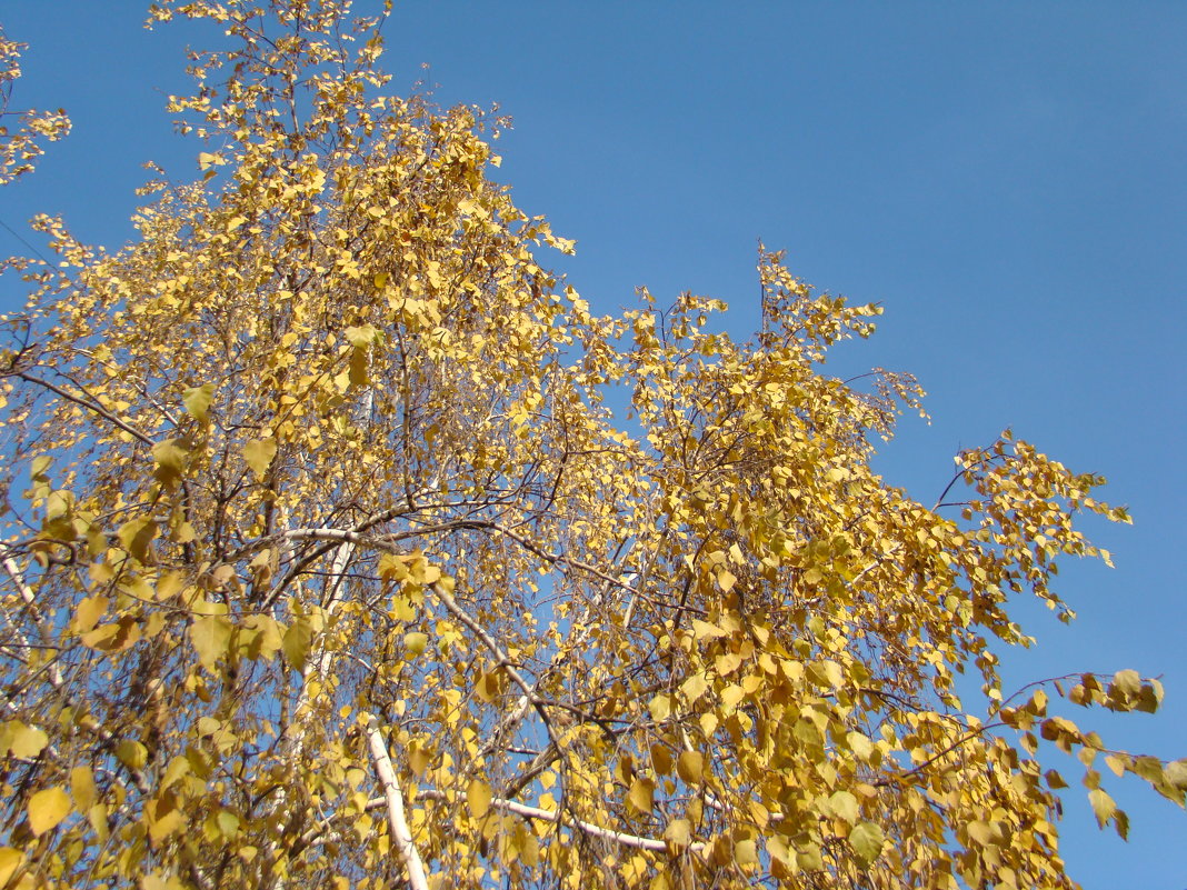 Небо ноября - марина ковшова 