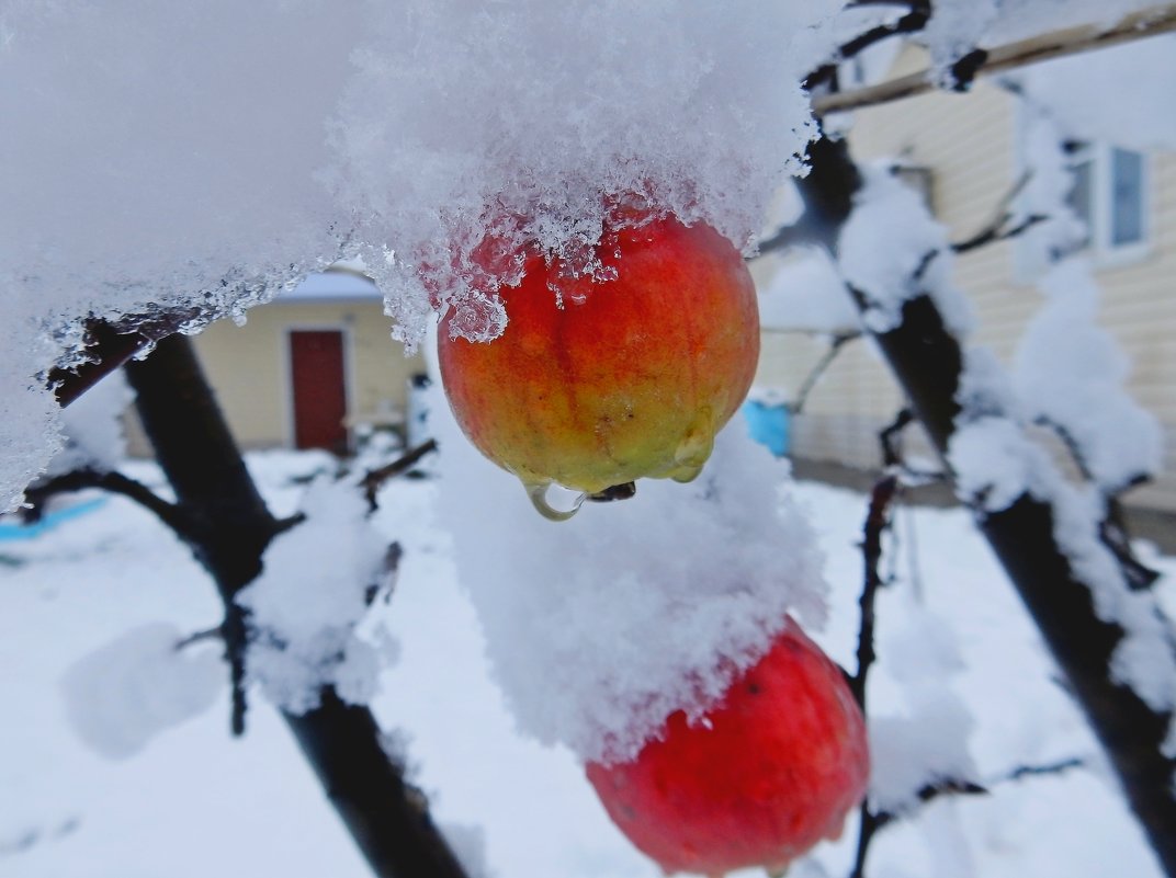Снег на яблоках - Владимир 
