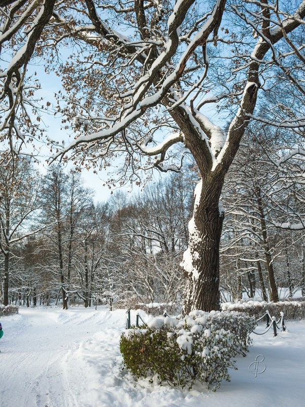 Снежный ноябрь 8 - Виталий 