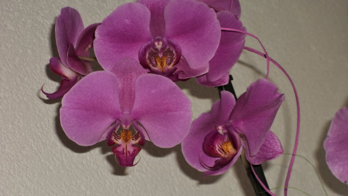 орхидея - kuta75 оля оля