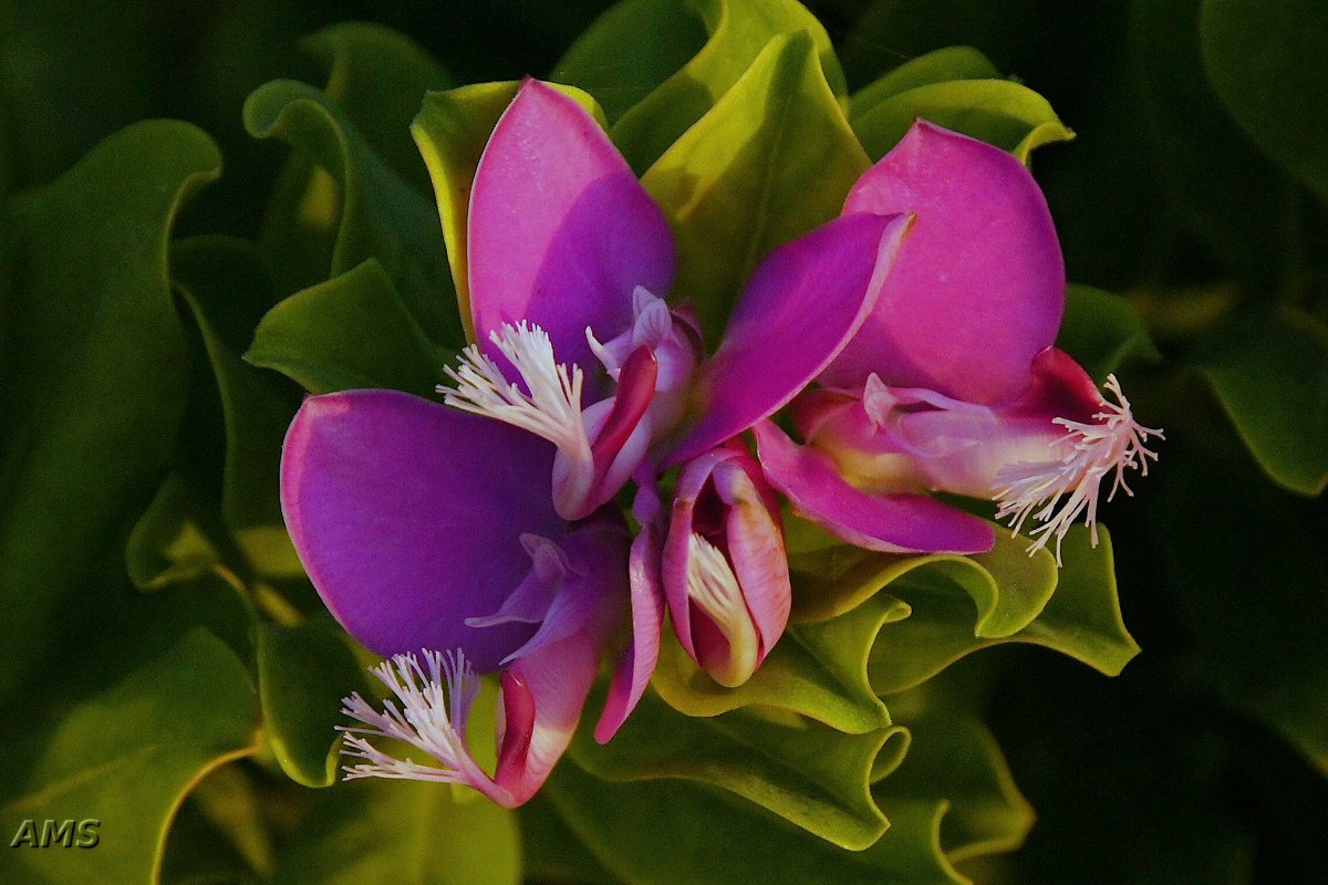 Цветок кипрский - kolyeretka 
