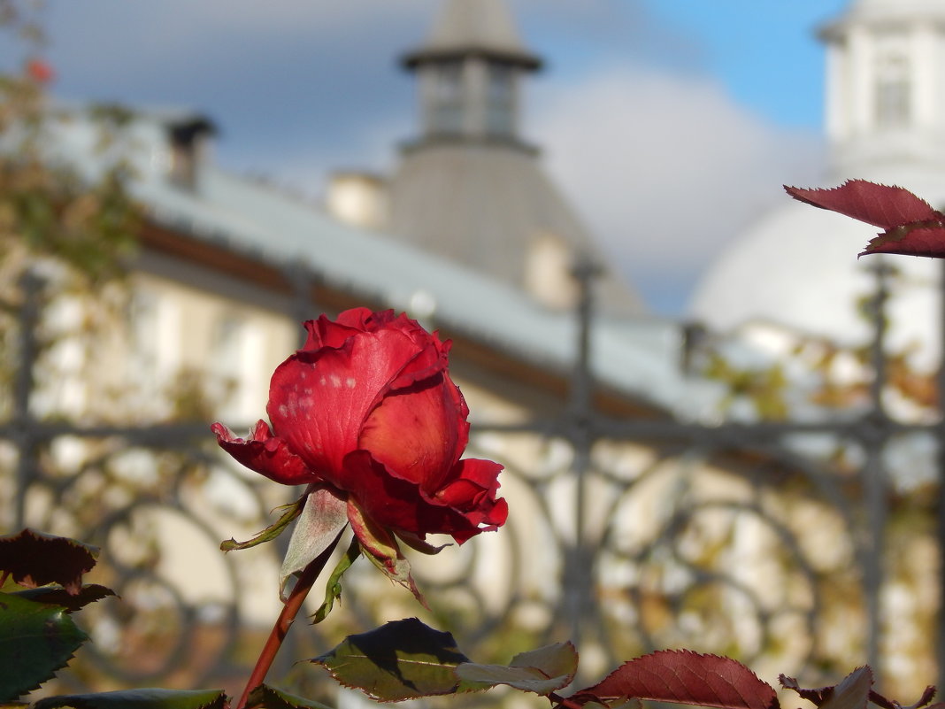 Осенняя роза - Наталья 