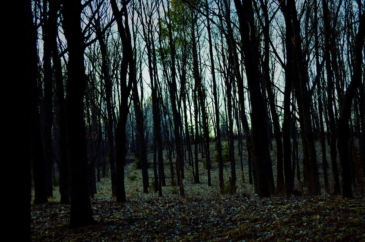 Forest... - Алина Давыдова