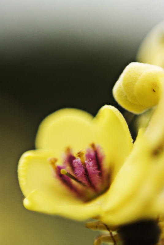 Жёлтый цветочек - Оксана Сергеева