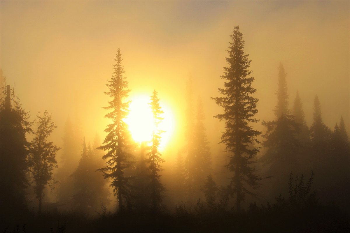 Солнце разгоняет туман - Сергей Чиняев 