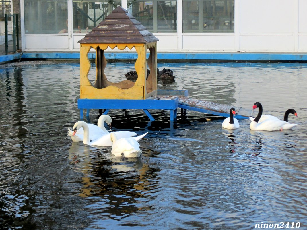 Лебеди в парковом пруду - Нина Бутко