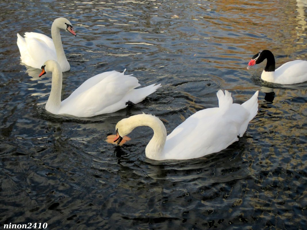Лебеди на пруду - Нина Бутко