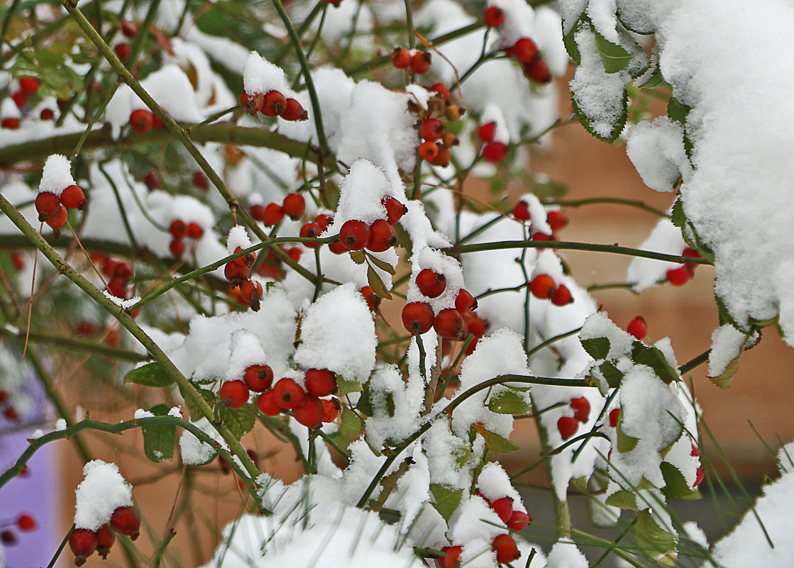 26 ноября - в Ташкенте опять зима... - Светлана 