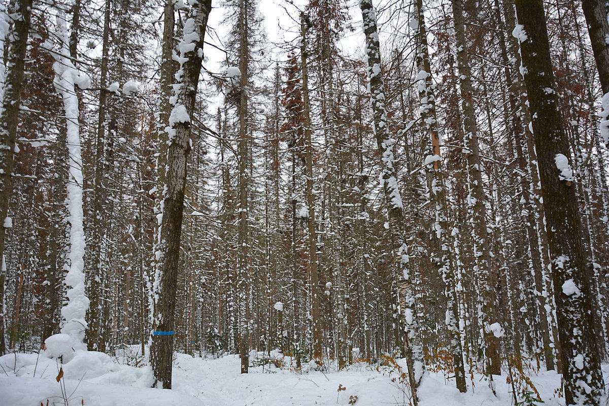 В зимнем лесу - Андрей В