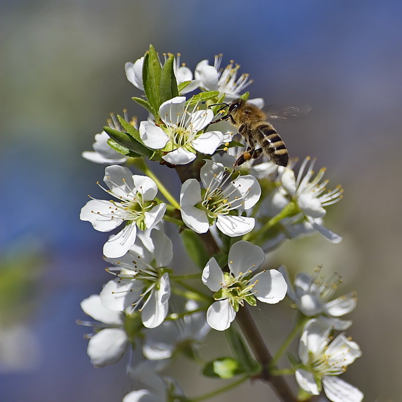 пчела, сбор пыльцы - Александр Рождественский