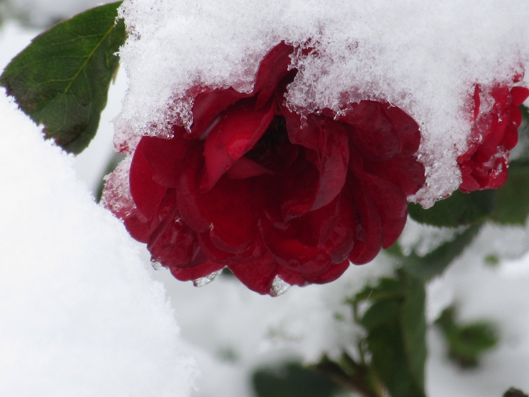 Роза снегом укрылась от мороза. - Вячеслав Медведев
