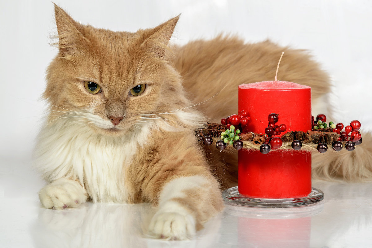 Рыжий кот - Эдуард Пиолий