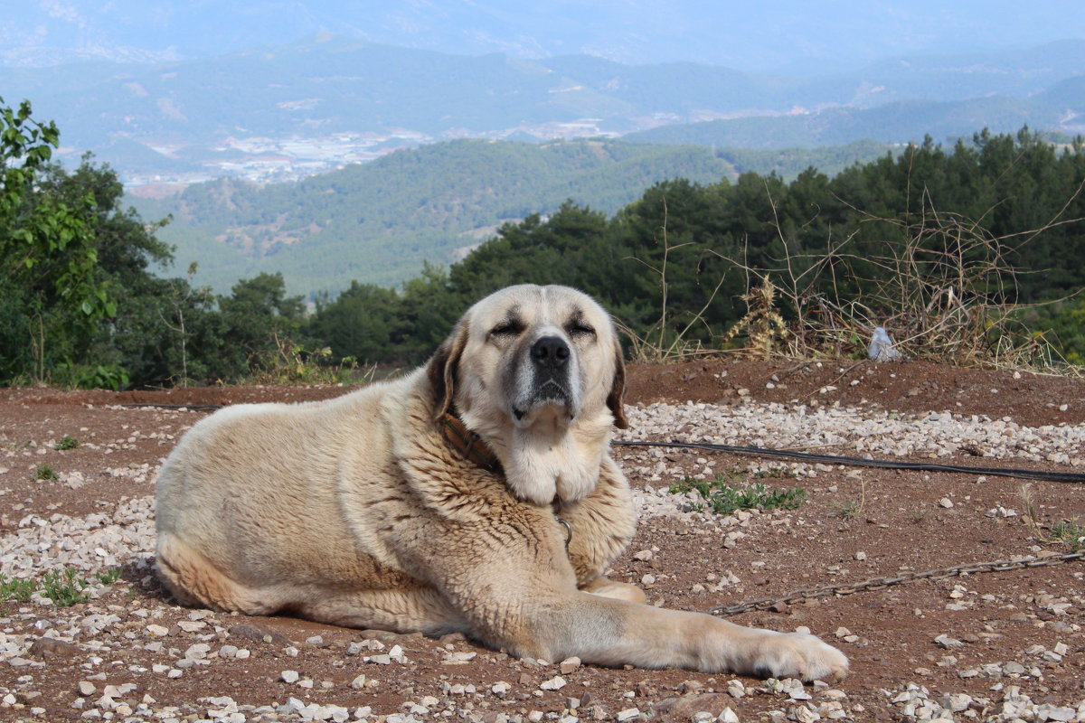 портрет собачки на фоне турецкого пейзажа - Антонина Тыртышная (Гладких)