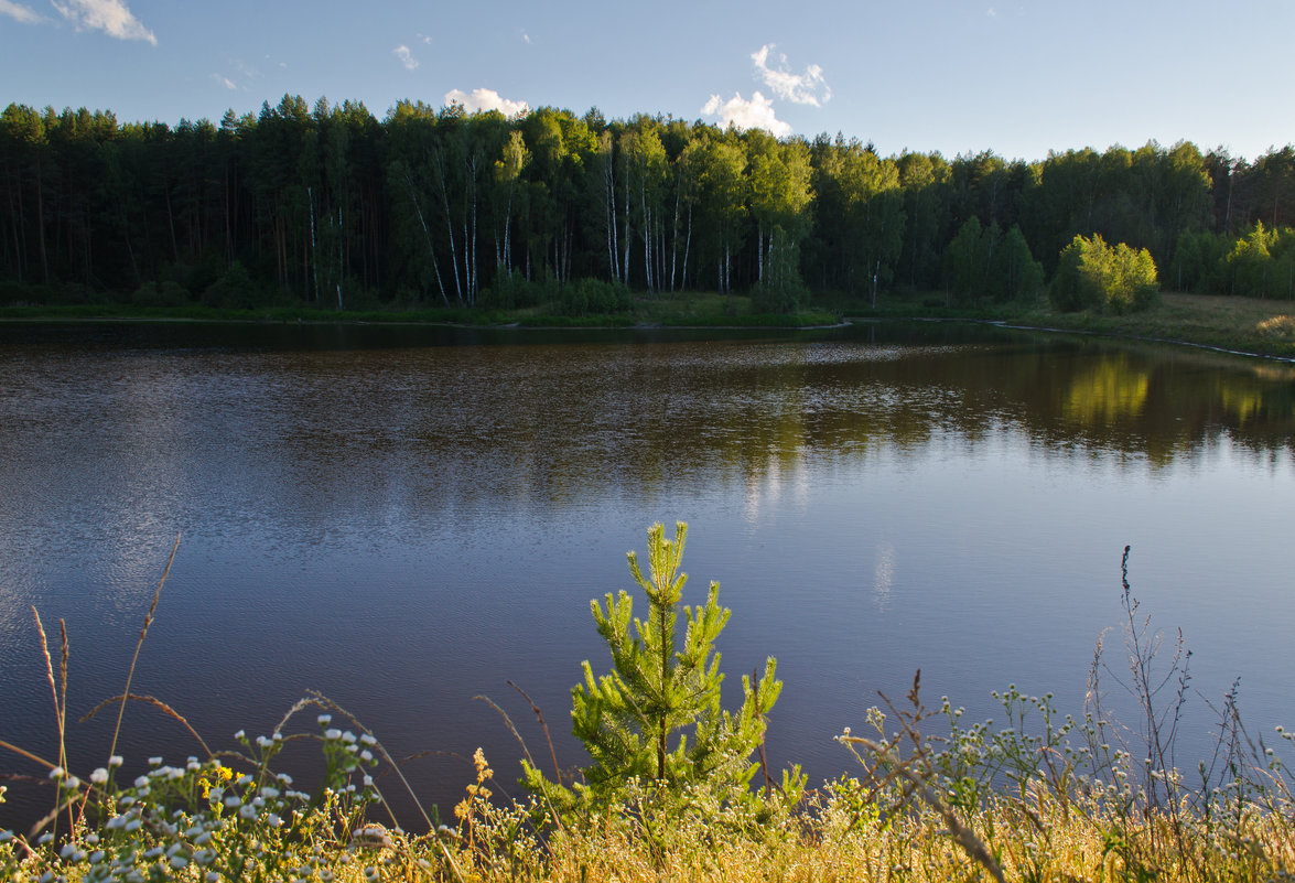 Лесное озеро - Александр Березуцкий (nevant60)