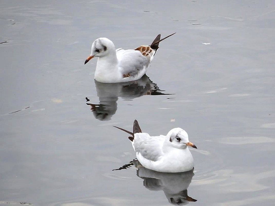 Чайки на озере - Маргарита Батырева