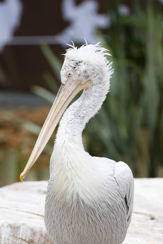 Кудрявый пеликан - Мария Самохина