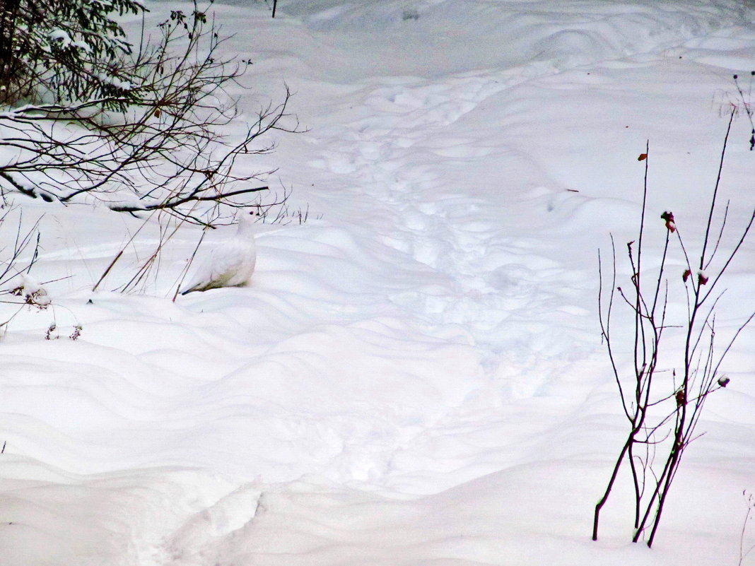 Белая куропатка в белом снегу. - Yury Kuzmič