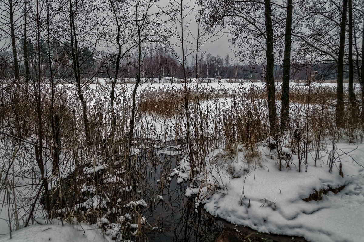 Начало зимы - Андрей Дворников