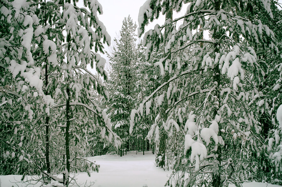 Зима в лесу - Юрий Сименяк