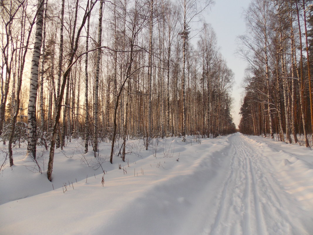 Зимний лес - Наталья Бычкова