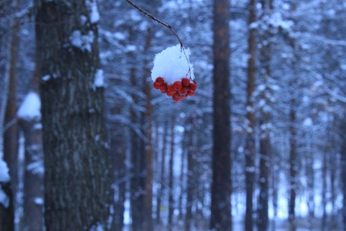 рябина в снегу - Ирина 