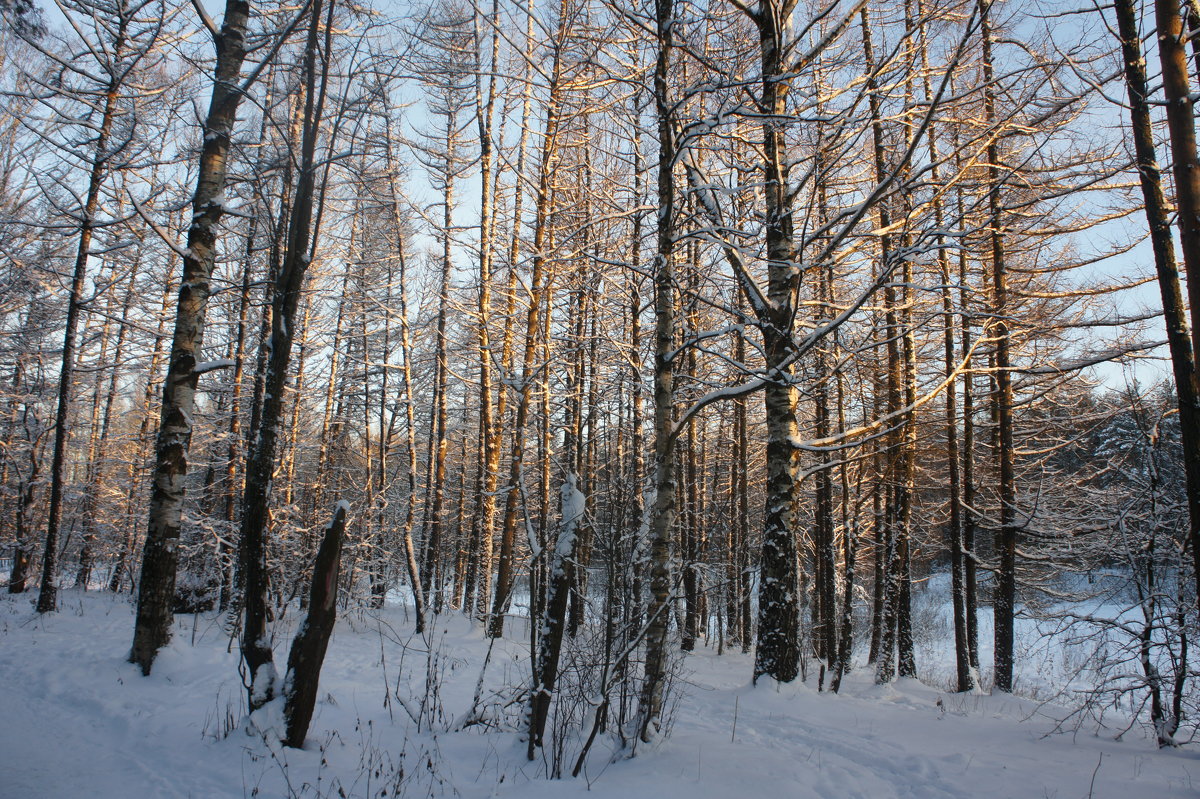 Деревья  позолотило солнце в декабре - Елена Павлова (Смолова)
